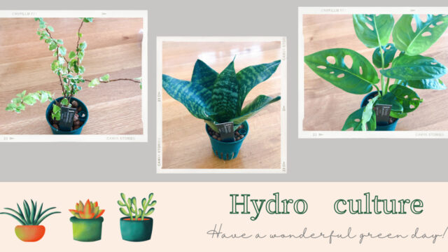 初心者でも大丈夫 ハイドロカルチャー ﾉﾄﾘｴ雑記帳